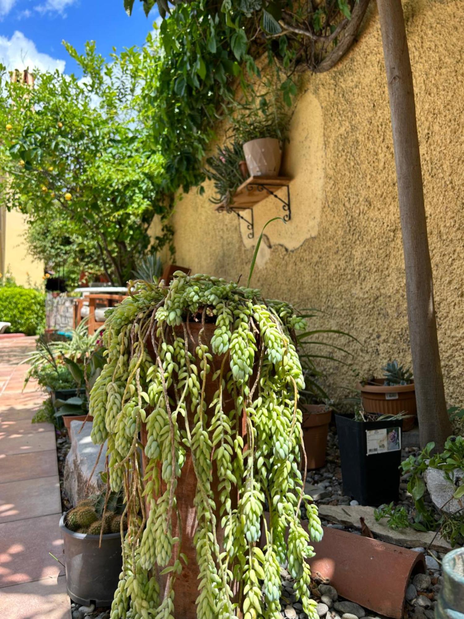 Villa Danlin Hotel Гьочек Екстериор снимка